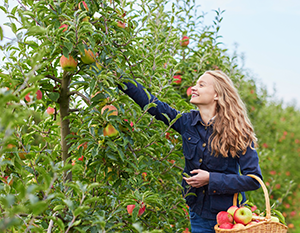 En ung kvinde med lyst hår, iført en denimjakke, plukker glad æbler fra et træ i en frugthave og holder en kurv fuld af farverige æbler.