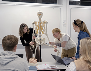 Fire elever beskæftiger sig med en menneskelig skeletmodel i et klasseværelse, analyserer og diskuterer anatomiske træk, mens de samles omkring en tavle.