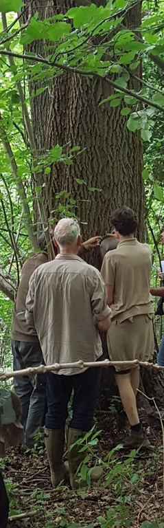 Tre personer står i en skov og undersøger et stort træ. forreste skikkelse med gråt hår vender væk, mens de andre går i tæt kontakt med træets bark. de er omgivet af frodige grønne områder.